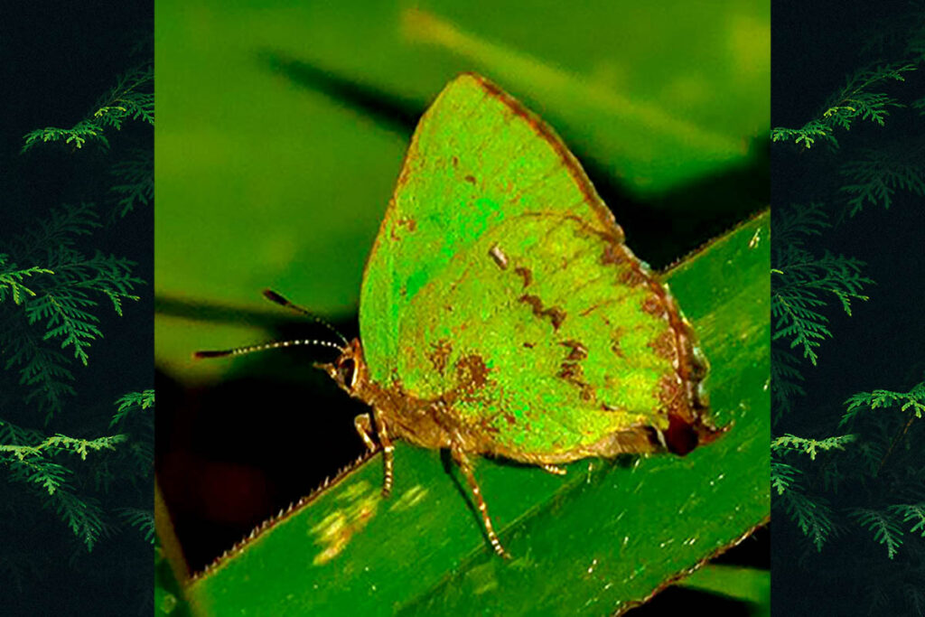 Cyanophrys remus