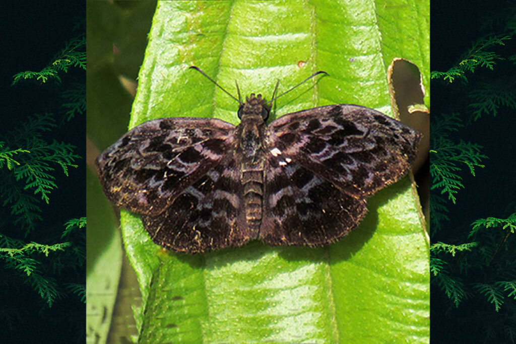 Cycloglypha tisias