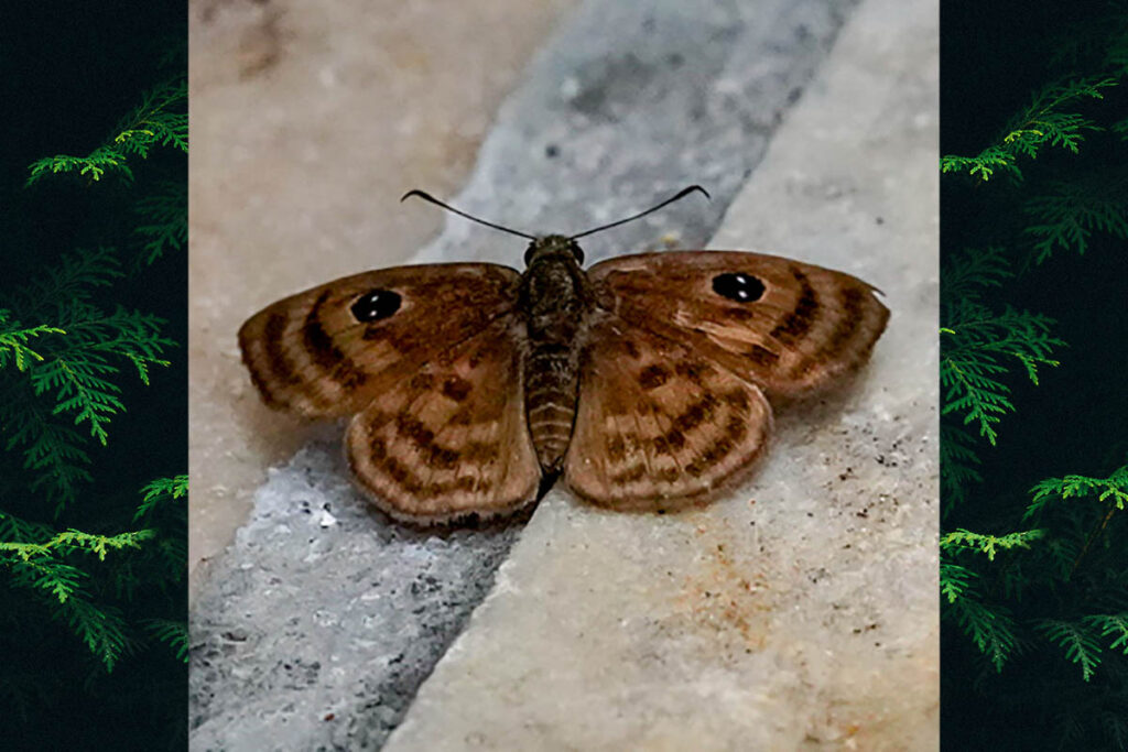 Cyclosemia lyrcaea