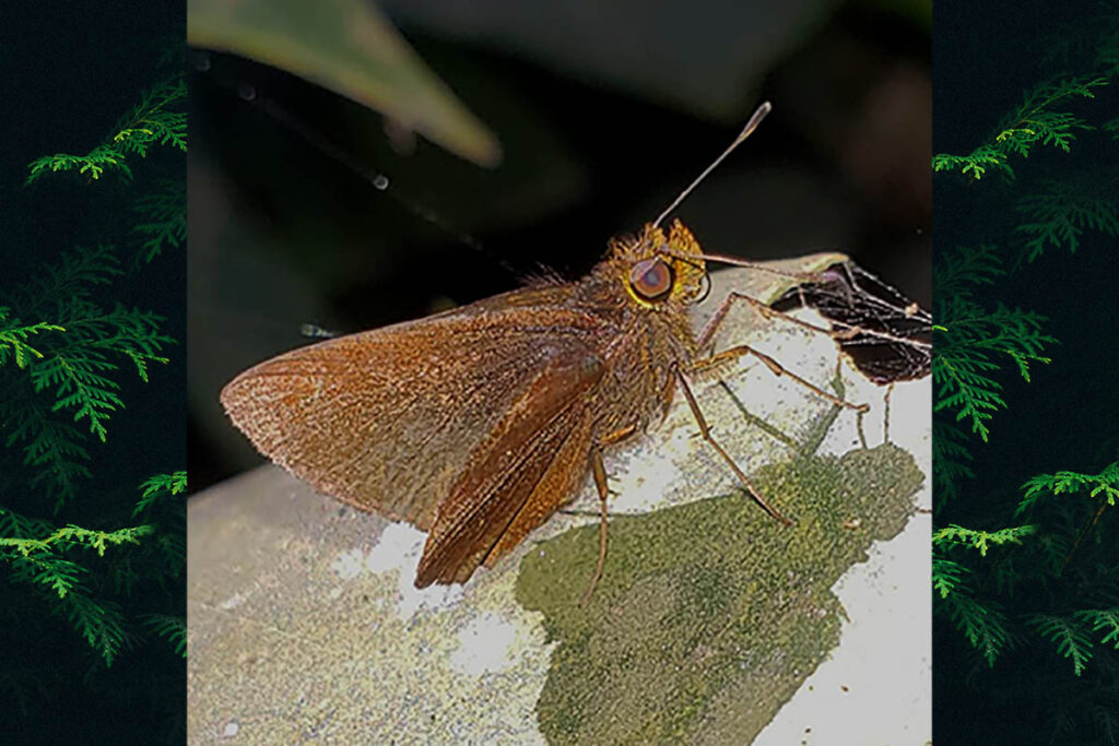 Cynea popla 2