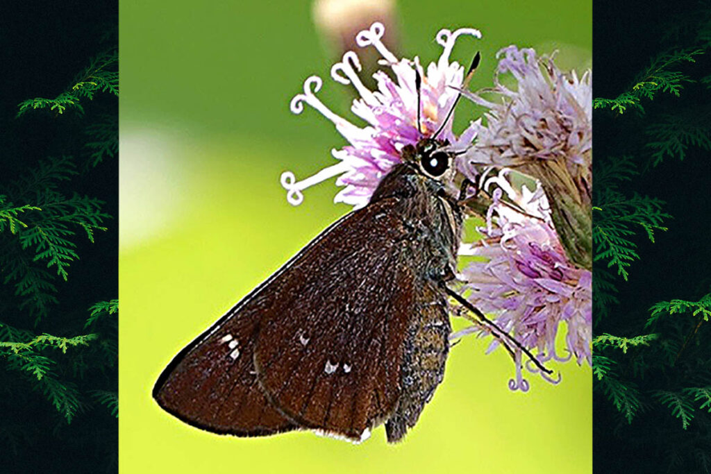 Decinea decinea pruda