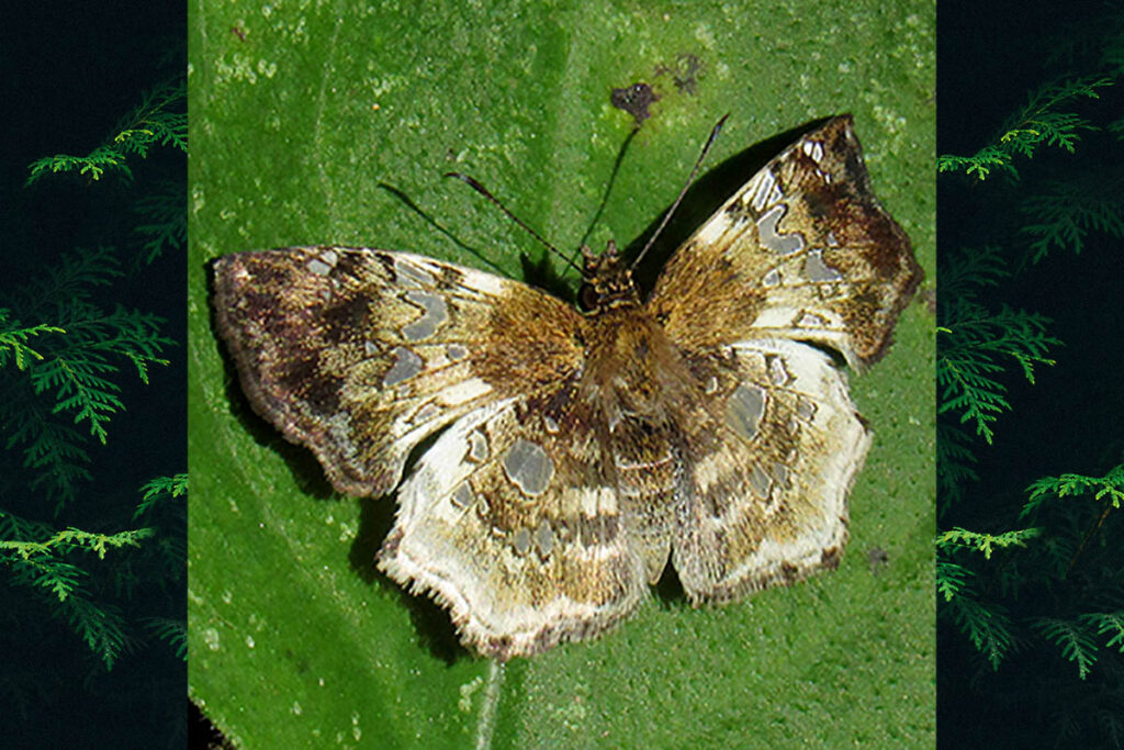Diaeus lacaena
