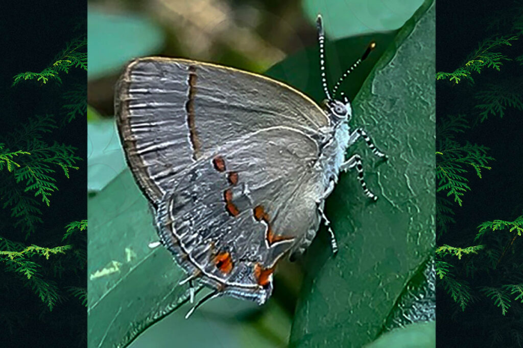 Dicya dicaea