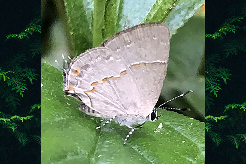 Dicya eumorpha