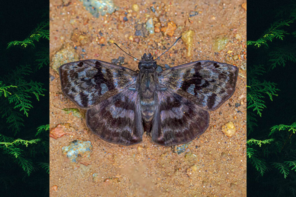 Ebrietas anacreon anacreon