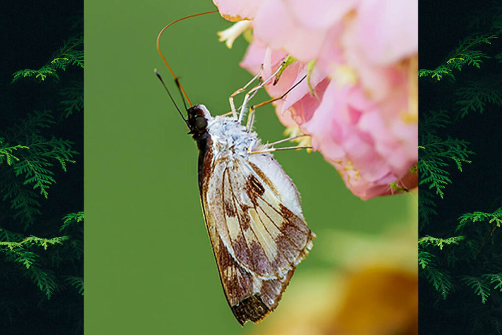 Ebusus ebusus