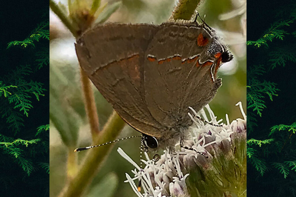 Electrostrymon endymion