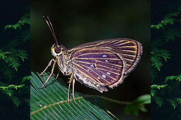 Eutocus vetulus matildae