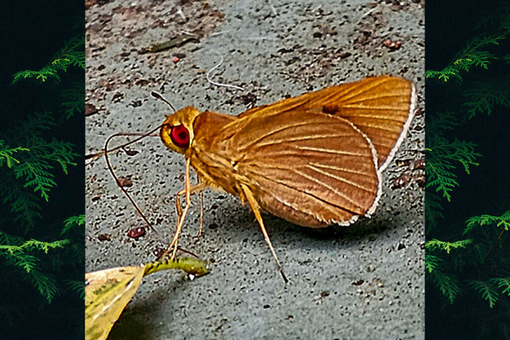Evansiella cordela
