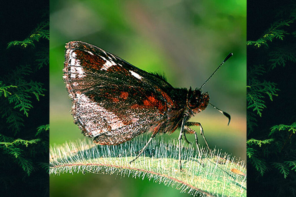 Ginungagapus ranesus