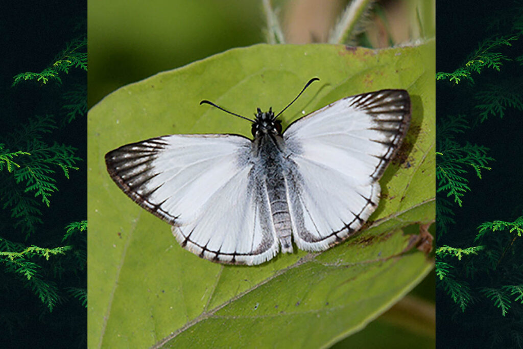 Heliopetes arsalte
