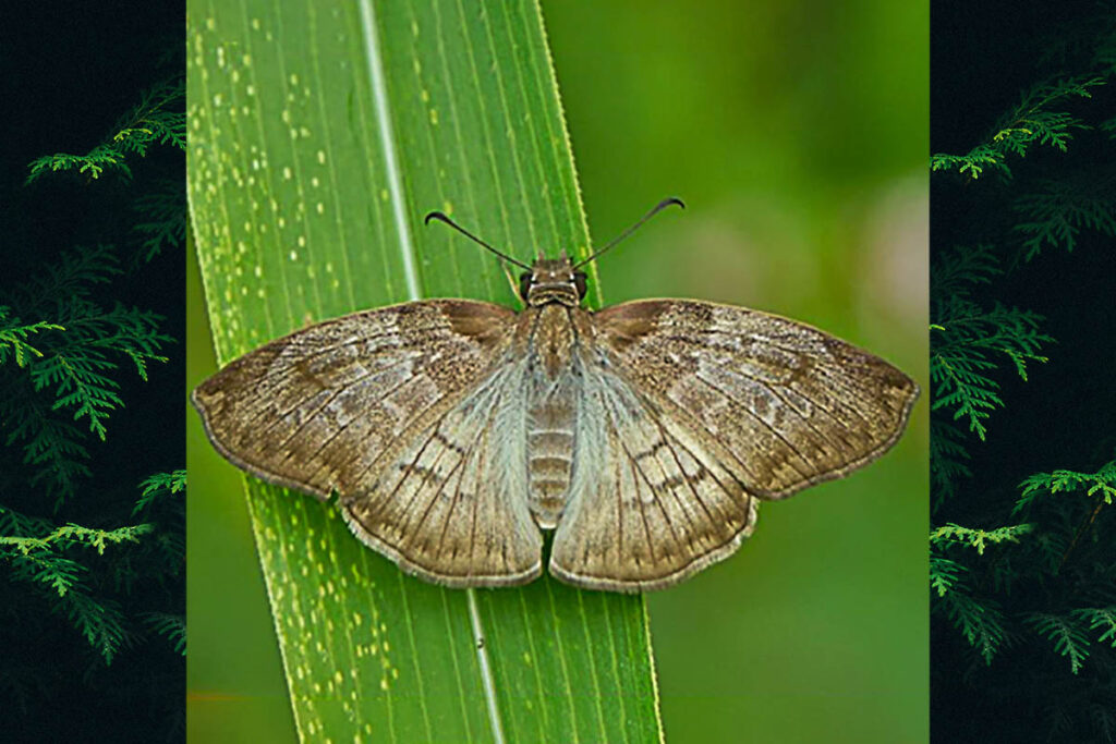Hoodus pelopidas