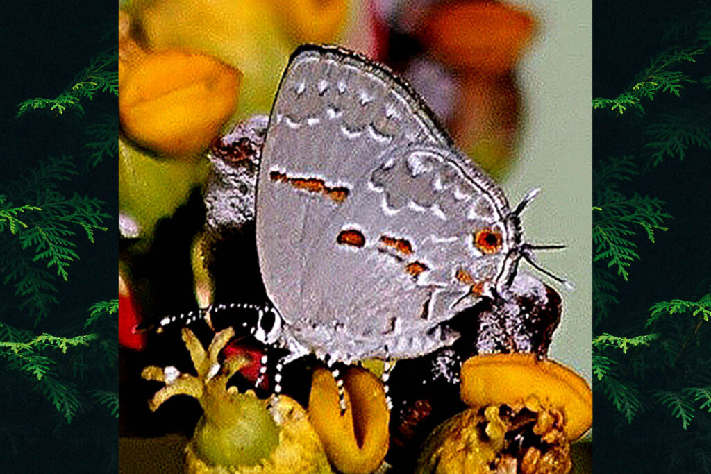 Hypostrymon asa