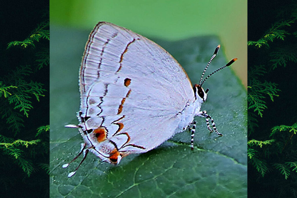 Iaspis talayra