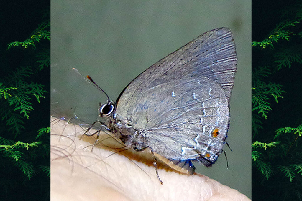 Ignata elana