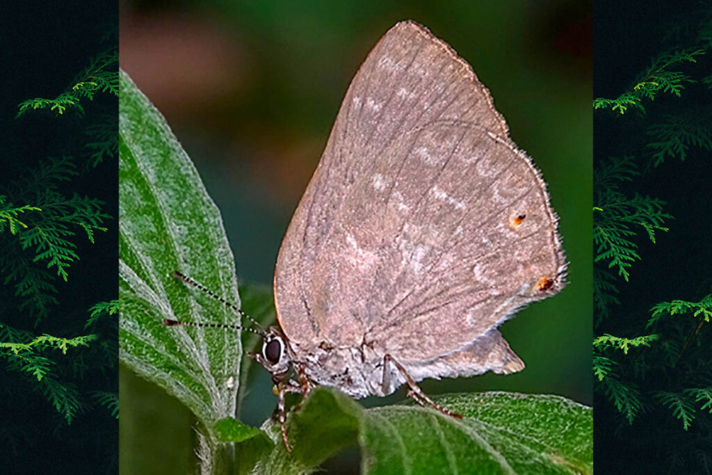 Ignata norax