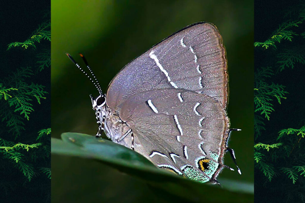 Janthecla aurora