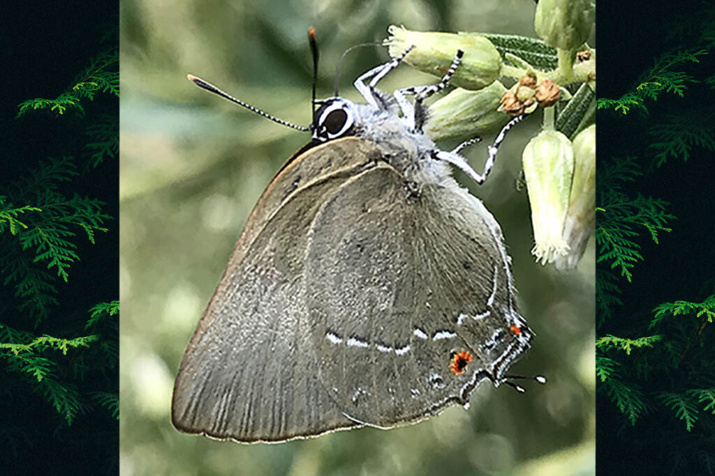 Kolana ligurina