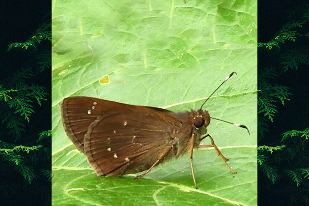 Lamponia lamponia