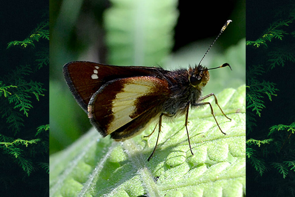 Lamponia ploetzii ploetzii