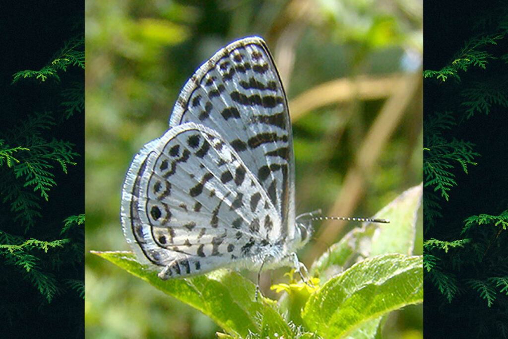 Leptotes cassius cassius 6