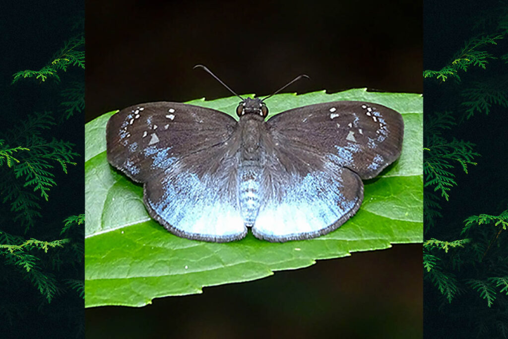 Livida assecla