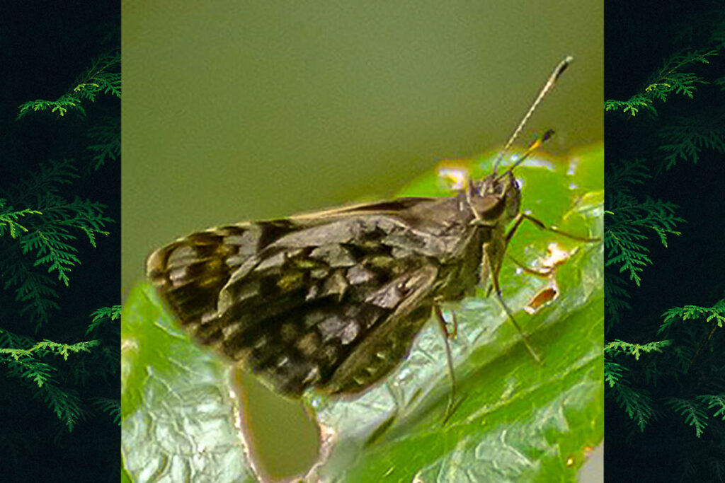 Lucida lucia lucia