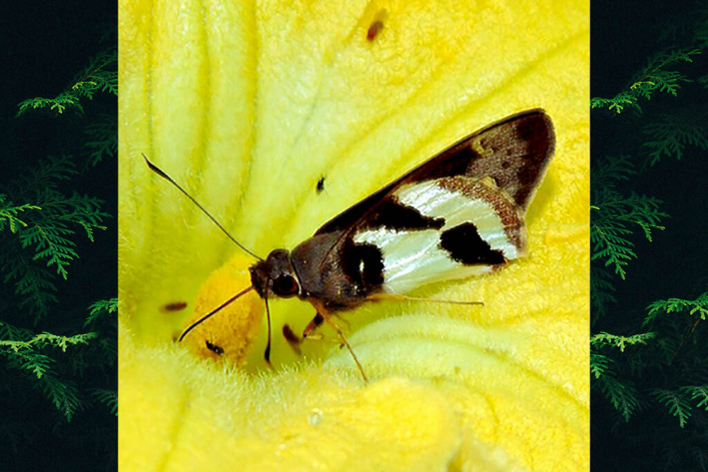 Lycas argentea