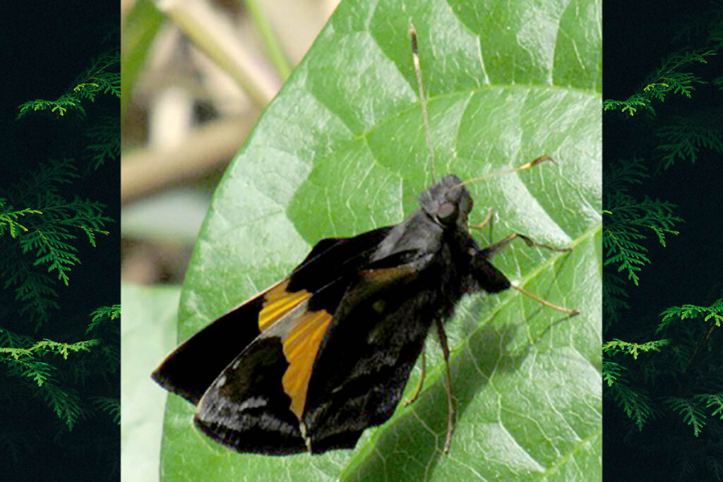 Lychnuchoides ozias ozias