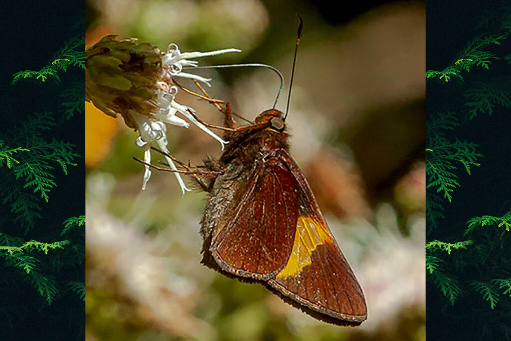 Lychnuchus celsus
