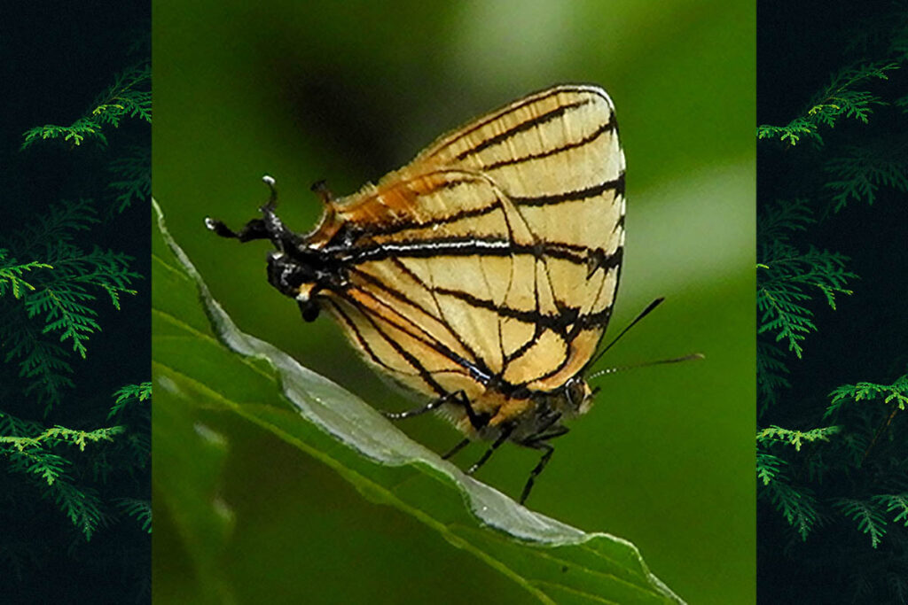 meliboeus Fabricius