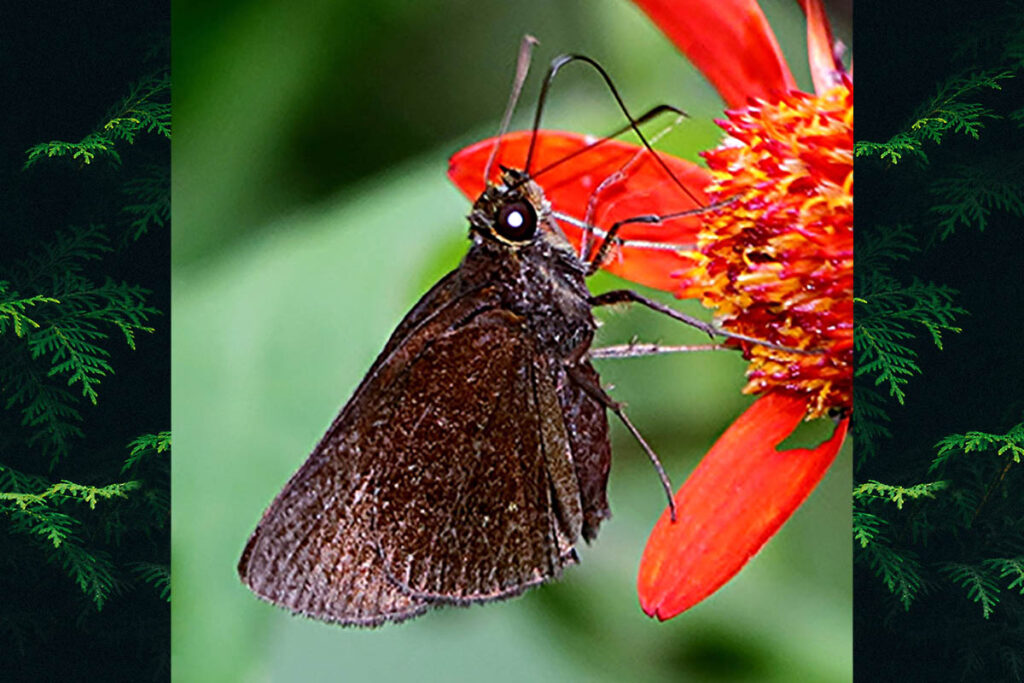 Methionopsis ina