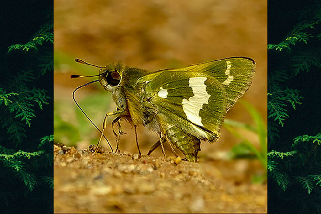Metron oropa