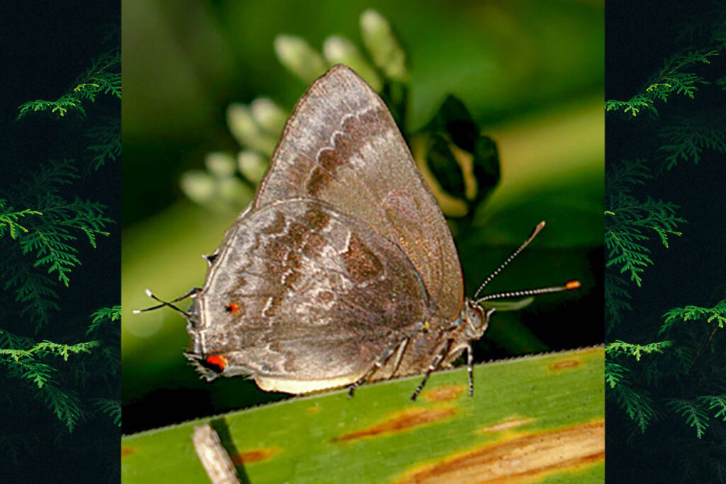 Michaelus thordesa
