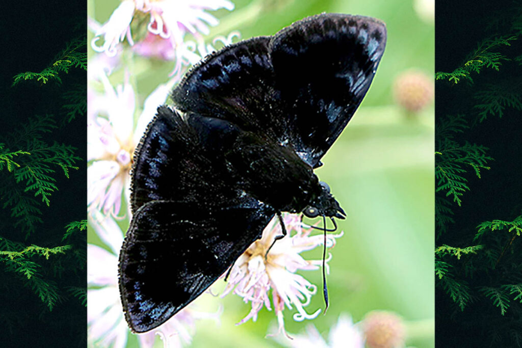 Mictris crispus crispus