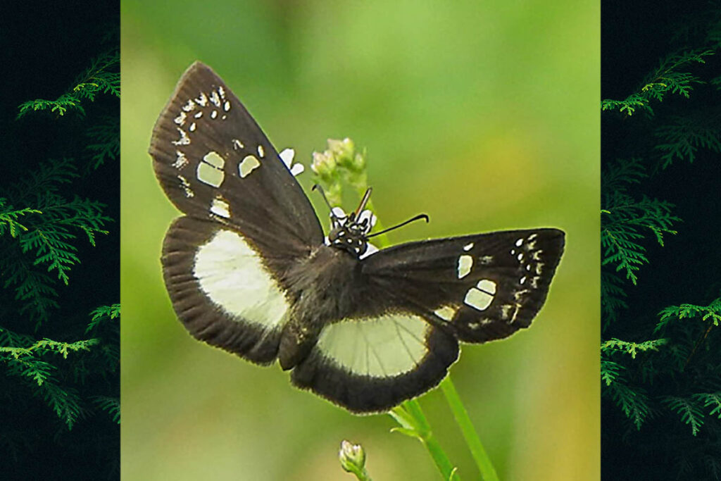 Milanion leucaspis