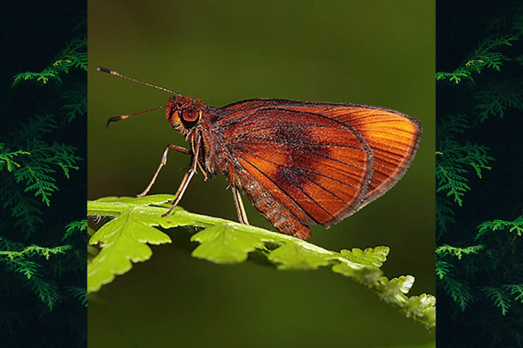 Miltomiges cinnamomea