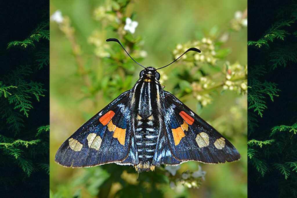 Mimoniades montana