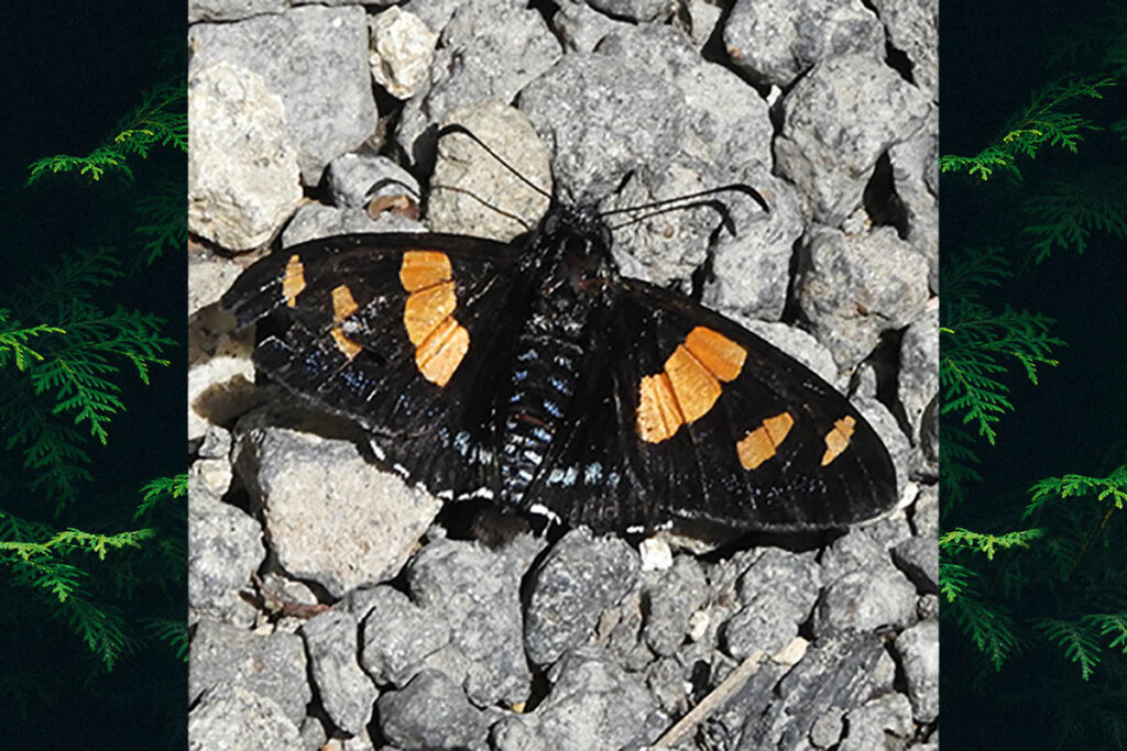 Mimoniades oscyalus