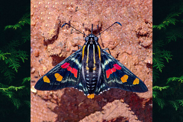 Mimoniades versicolor versicolor 2