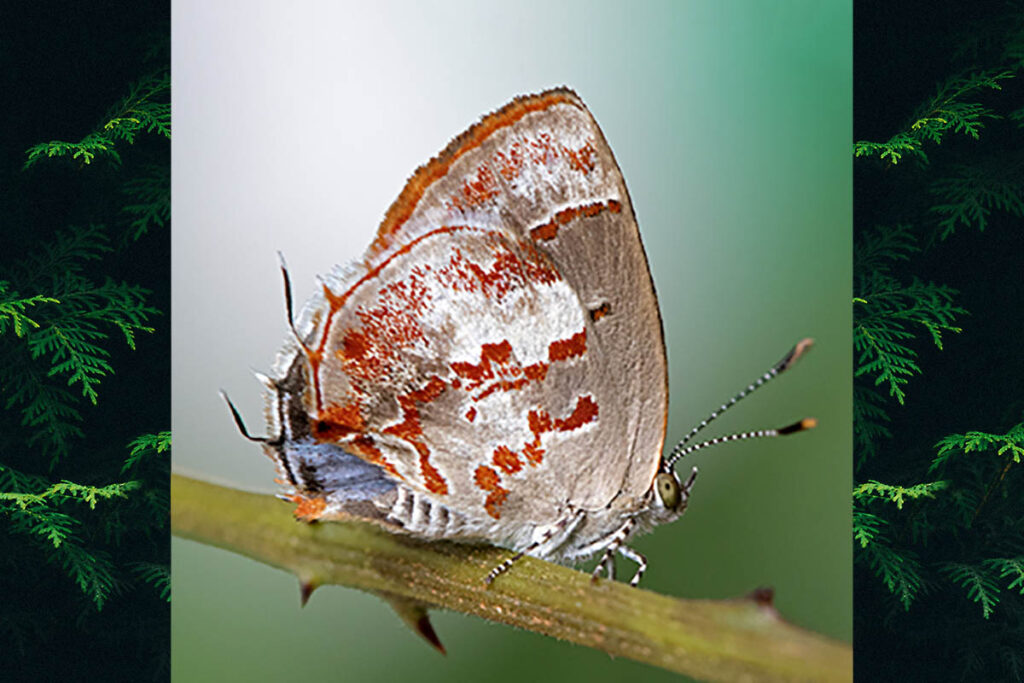 Ministrymon arthuri