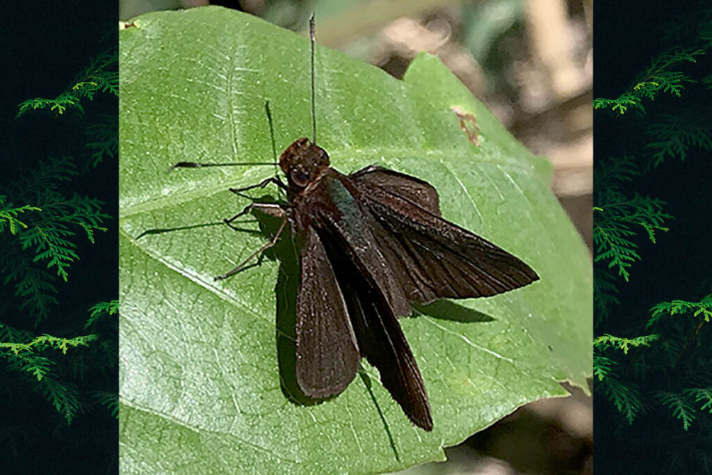 Mnasalcas ritans