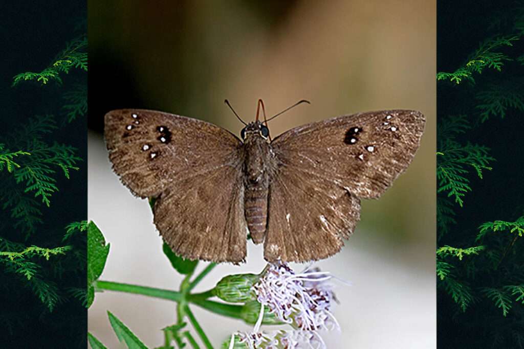 Morvina morvus morvus