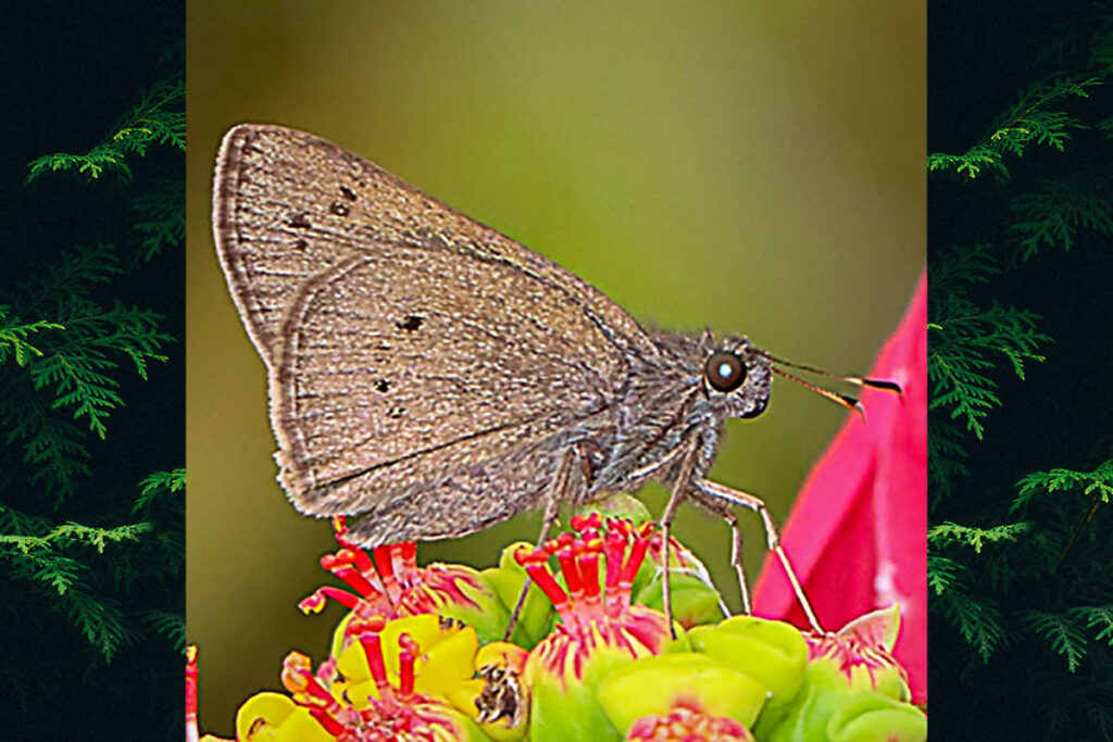 Mucia zygia