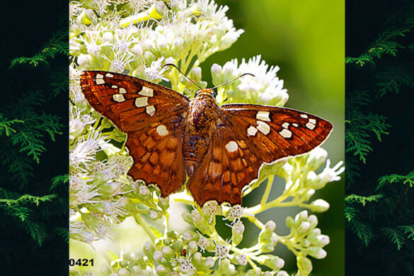 Myscelus amystis epigona