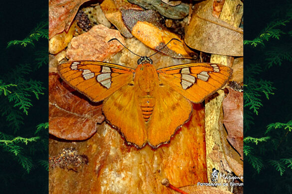 Myscelus epimachia edix