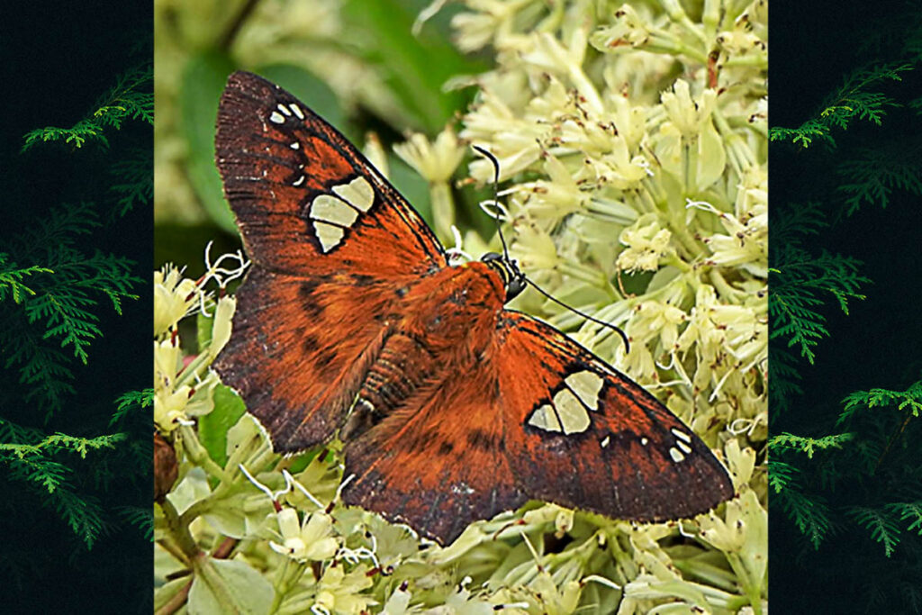 Myscelus santhilarius 2