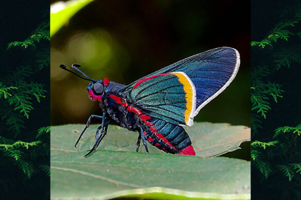 Mysoria barcastus barcastus