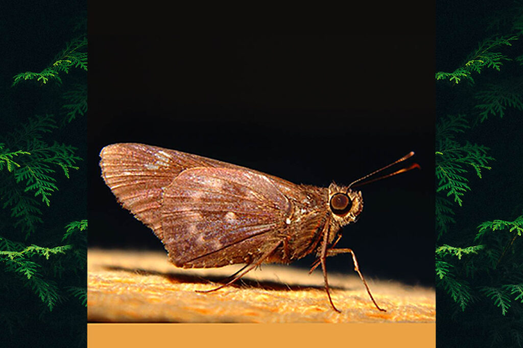 Naevolus orius orius