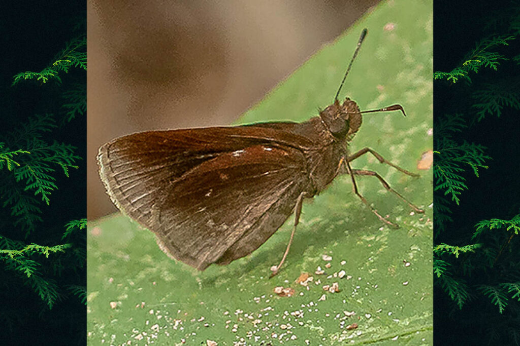 Nastra lurida